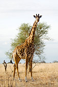 AFW 09 JM0001 01
Masai Giraffe Standing On Savanna Tanzania