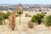 AFW 09 JM0002 01
Masai Giraffe Standing On Savanna Tanzania