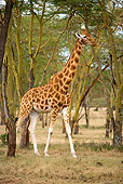 AFW 09 JZ0003 01
Reticulated Giraffe Standing On Savanna Kenya