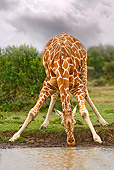 AFW 09 JZ0004 01
Reticulated Giraffe Standing On Savanna Drinking From Pond Kenya