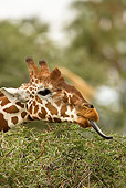 AFW 09 MC0003 01
Head Shot Of Reticulated Giraffe Male With Red-Billed Oxpeckers Feeding With Tongue Kenya