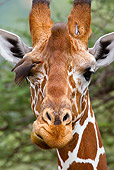 AFW 09 MC0004 01
Head Shot Of Reticulated Giraffe With Bird On Eye Kenya