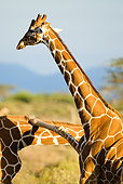 AFW 09 MC0005 01
Reticulated Giraffe Males Fighting With Leg Over Neck Kenya