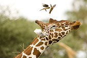 AFW 09 MC0006 01
Head Shot Of Reticulated Giraffe Shaking Off Red-Billed Oxpeckers Kenya