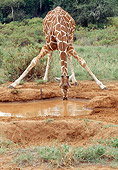 AFW 09 MC0007 01
Reticulated Giraffe Drinking From Waterhole Kenya