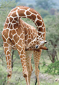 AFW 09 MC0008 01
Close-Up Of Reticulated Giraffe Grooming Kenya