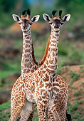 AFW 09 MC0010 01
Portrait Of Newborn Masai Giraffes Kenya