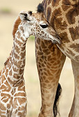 AFW 09 MC0012 01
Portrait Of Masai Giraffe Mother And Young Nuzzling Kenya