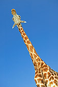 AFW 09 MH0001 01
Head Shot Of South African Giraffe Kenya