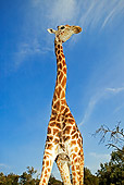 AFW 09 MH0002 01
Close-Up Of South African Giraffe Kenya