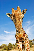 AFW 09 MH0003 01
Close-Up Of South African Giraffe Kenya