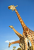 AFW 09 MH0004 01
Close-Up Of South African Giraffes Kenya