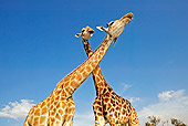 AFW 09 MH0005 01
Close-Up Of South African Giraffes Kenya