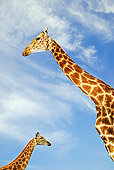 AFW 09 MH0006 01
Head Shot Of South African Giraffes Kenya