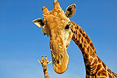 AFW 09 MH0007 01
Head Shot Of South African Giraffes Kenya