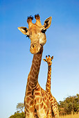 AFW 09 MH0008 01
Close-Up Of South African Giraffes Kenya