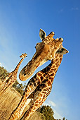 AFW 09 MH0009 01
Close-Up Of South African Giraffes Kenya