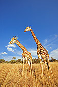 AFW 09 MH0010 01
Two South African Giraffes Standing On Savanna Kenya