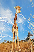 AFW 09 MH0011 01
South African Giraffe Standing On Savanna Kenya