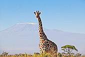 AFW 09 MH0012 01
South African Giraffe Standing On Savanna Kenya