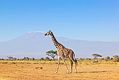 AFW 09 MH0013 01
South African Giraffe Walking On Savanna Kenya