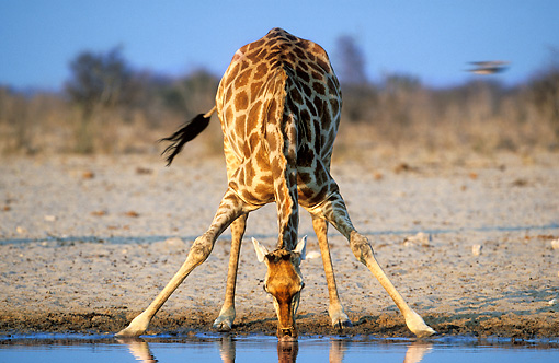 Giraff som dricker vatten