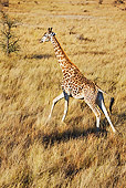 AFW 09 MH0015 01
South African Giraffe Running On Savanna Kenya