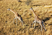 AFW 09 MH0016 01
South African Giraffes Running On Savanna Kenya