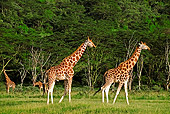 AFW 09 MH0017 01
Rothschild Giraffes Walking On Savanna Kenya