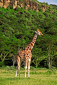 AFW 09 MH0018 01
Rothschild Giraffes Standing On Savanna Kenya