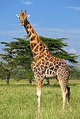 AFW 09 MH0019 01
Rothschild Giraffe Standing On Savanna Kenya