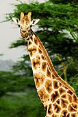 AFW 09 MH0020 01
Head Shot Of Rothschild Giraffe Standing On Savanna Kenya