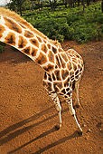AFW 09 MH0021 01
Body Shot Of Rothschild Giraffe Standing On Savanna Kenya