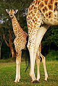 AFW 09 MH0022 01
Rothschild Giraffe Calf Standing Behind Mother On Savanna Kenya