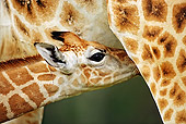 AFW 09 MH0023 01
Head Shot Of Rothschild Giraffe Calf Nursing Kenya