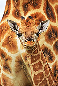 AFW 09 MH0024 01
Head Shot Of Rothschild Giraffe Calf Kenya