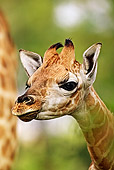 AFW 09 MH0025 01
Head Shot Of Rothschild Giraffe Calf Kenya