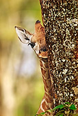 AFW 09 MH0026 01
Head Shot Of Rothschild Giraffe Calf Peeking Behind Tree Kenya