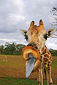 AFW 09 MH0027 01
Head Shot Of Rothschild Giraffe Sticking Out Tongue Kenya