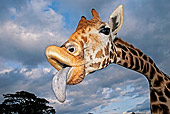 AFW 09 MH0028 01
Head Shot Of Rothschild Giraffe Sticking Out Tongue Kenya