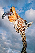 AFW 09 MH0029 01
Head Shot Of Rothschild Giraffe Sticking Out Tongue Kenya