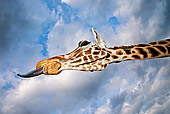 AFW 09 MH0030 01
Head Shot Of Rothschild Giraffe Sticking Out Tongue Kenya