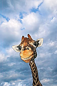 AFW 09 MH0031 01
Head Shot Of Rothschild Giraffe Kenya