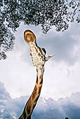 AFW 09 MH0032 01
Head Shot Of Rothschild Giraffe By Tree Kenya