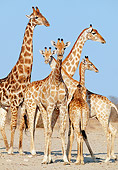 AFW 09 MH0035 01
Portrait Of Masai Giraffes In Savanna