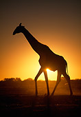 AFW 09 MH0040 01
Silhouette Of Masai Giraffe Walking On Savanna At Sunset