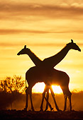 AFW 09 MH0041 01
Silhouette Of Two Masai Giraffes Walking On Savanna At Sunset