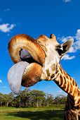 AFW 09 MH0046 01
Head Shot Of Rothschild Giraffe Sticking Tongue Out