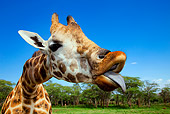 AFW 09 MH0047 01
Head Shot Of Rothschild Giraffe Sticking Tongue Out
