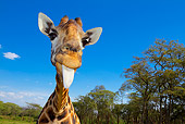 AFW 09 MH0048 01
Head Shot Of Rothschild Giraffe Sticking Tongue Out